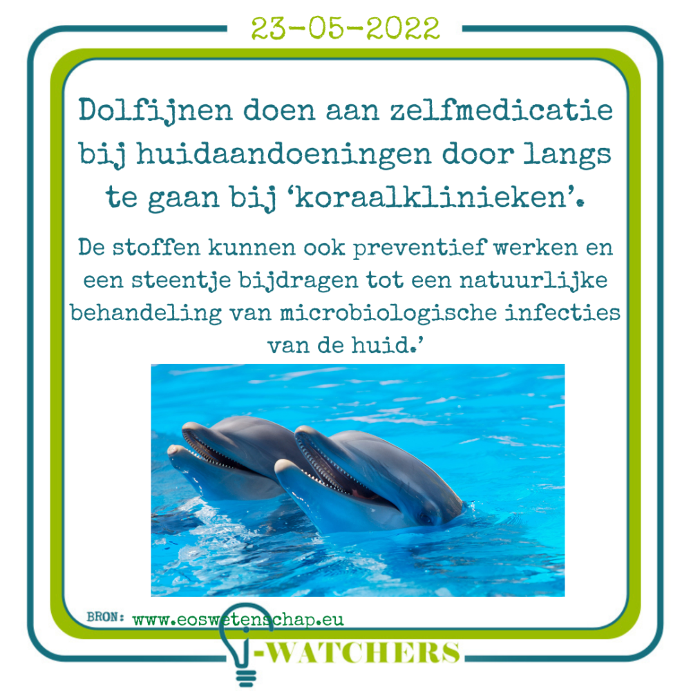 Dolfijnen doen aan zelfmedicatie bij huidaandoeningen door langs te gaan bij ‘koraalklinieken’.