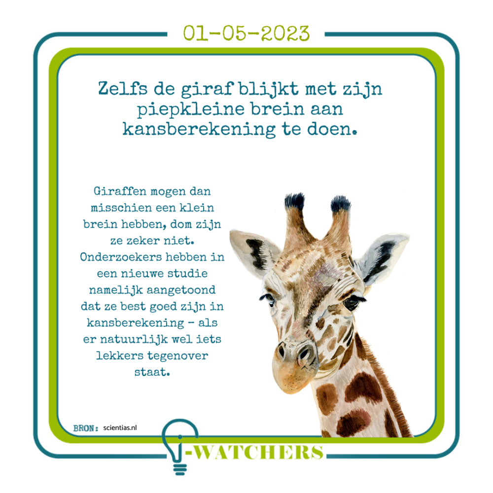 giraffen doen ook aan kansberekening