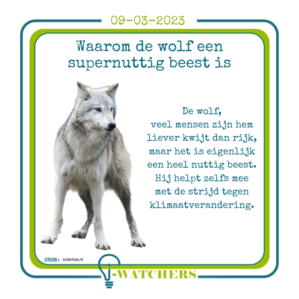 Waarom de wolf een supernuttig beest